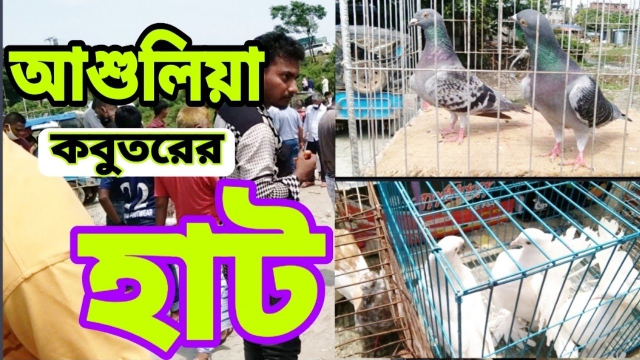 Ashulia Kobutor Hat 2021 | আশুলিয়া কবুতর হাট |  বেশ জমজমাট |