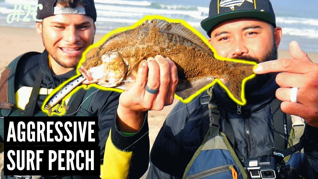 Catching Aggressive barred surf perch on a new lure! Calissa Minnow 110 Sardine Glow