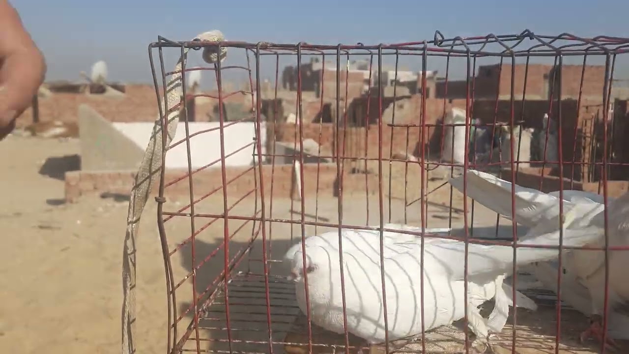 loft pigeon egyptian معرض النادي المصري للمكنيرات