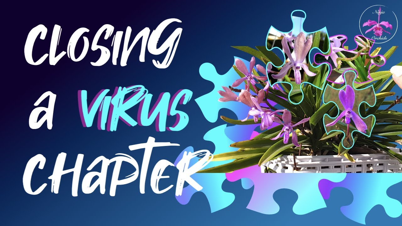 Virus analysis WITHOUT a test kit 🦠 | Symptoms | Troubleshooting | Final Result 🦠 #ninjaorchids