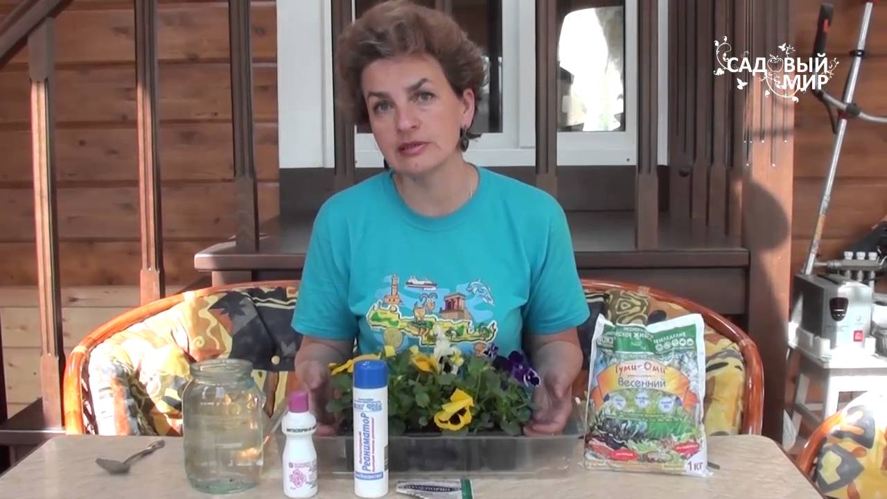 Как вырастить Анютины глазки. Сайт Садовый мир