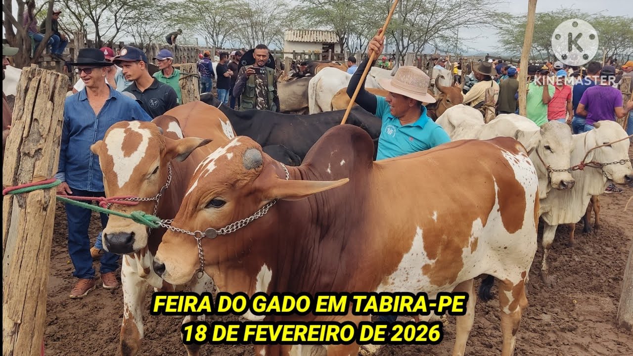 Feira do Gado de Tabira-PE dia 18/02/26 