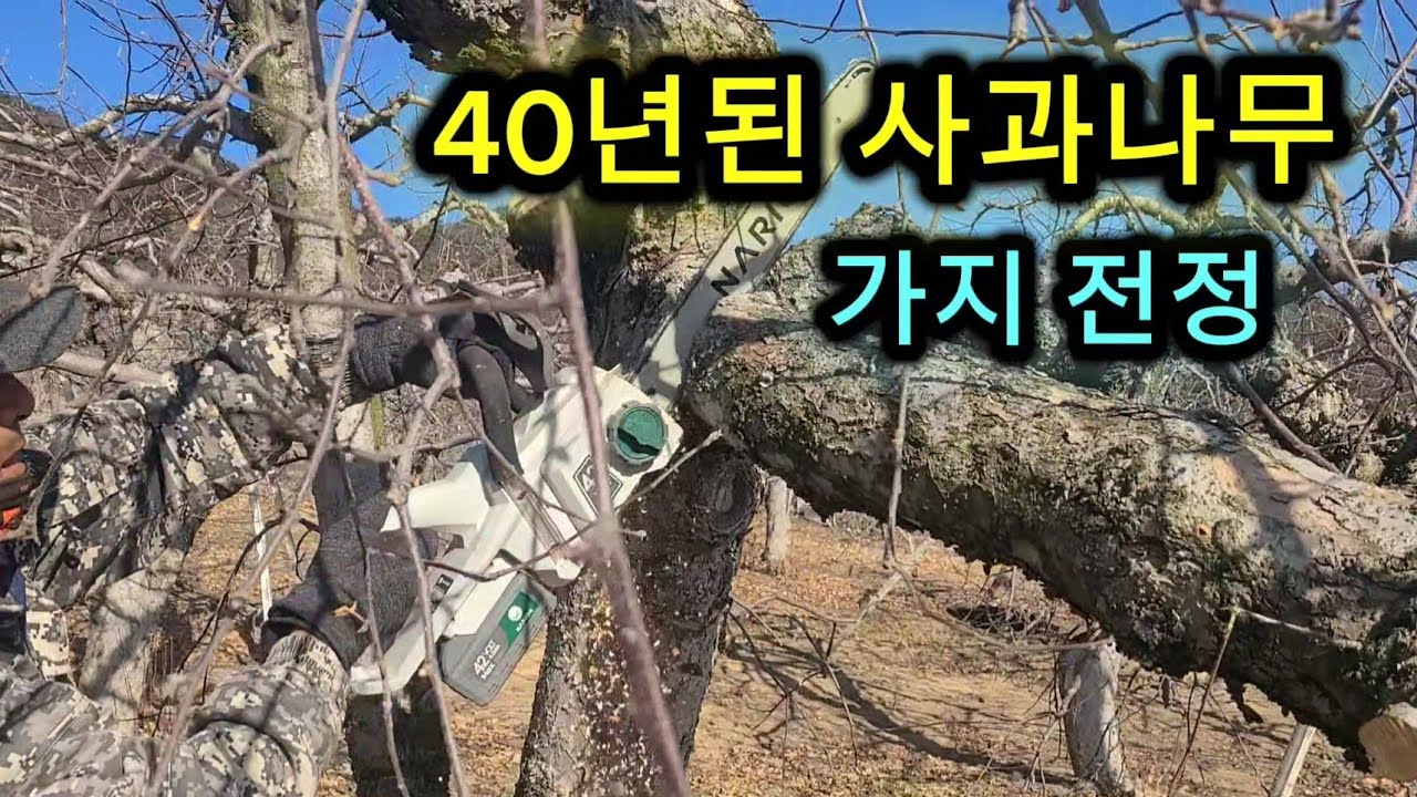 사과나무 가지 전정(40년된 나무)#나리온#가위