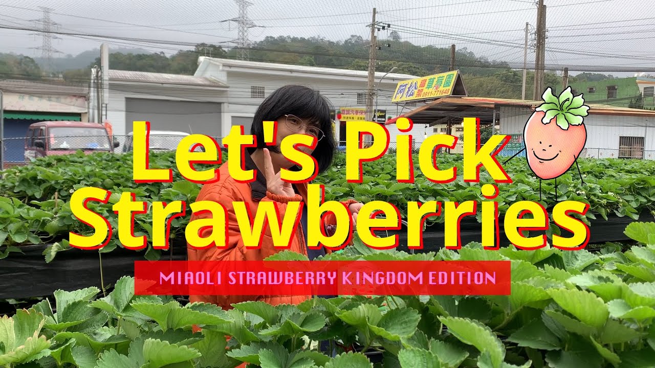 Taiwan's Strawberry Kingdom | Miaoli County (pt.1)