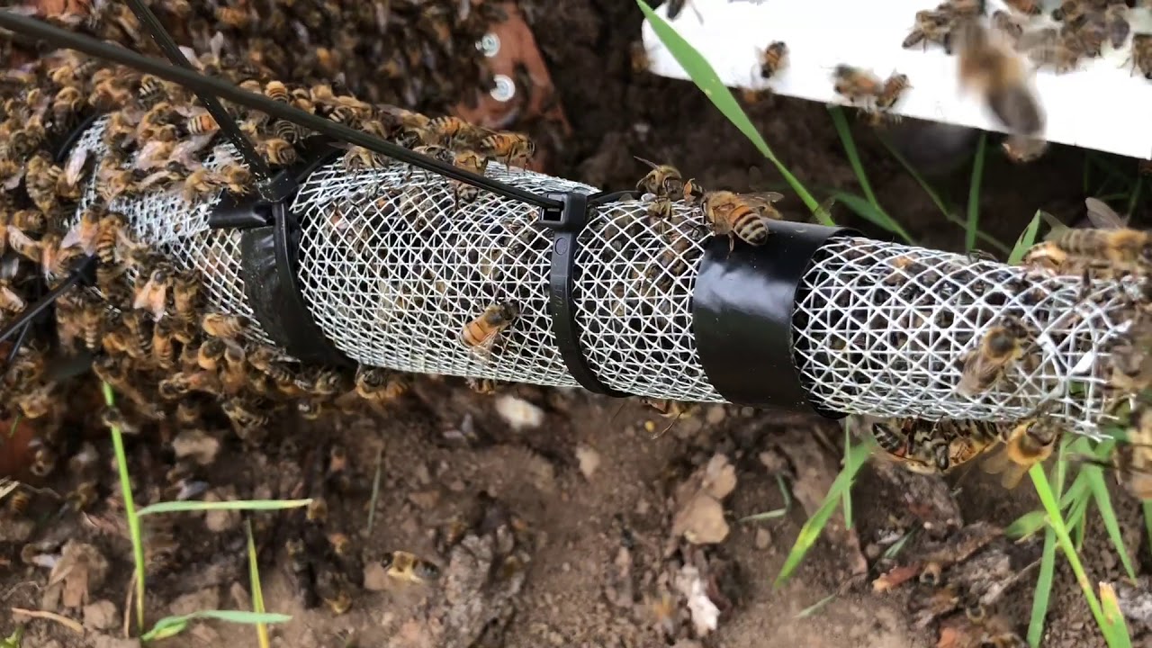 How To Trap Bees Out Of A Tree :UPDATE2: