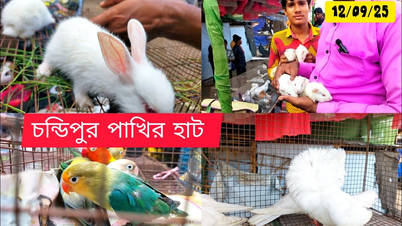 চন্ডিপুর পাখির হাট 12/09/25 Recent New Video আজকে খুব সুন্দর কালেকশন।।#chandipurpakhirhat 