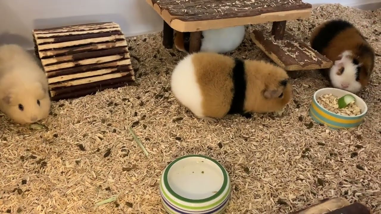 Von der Fleecehaltung zur Streuhaltung? | Die Schweinwohner