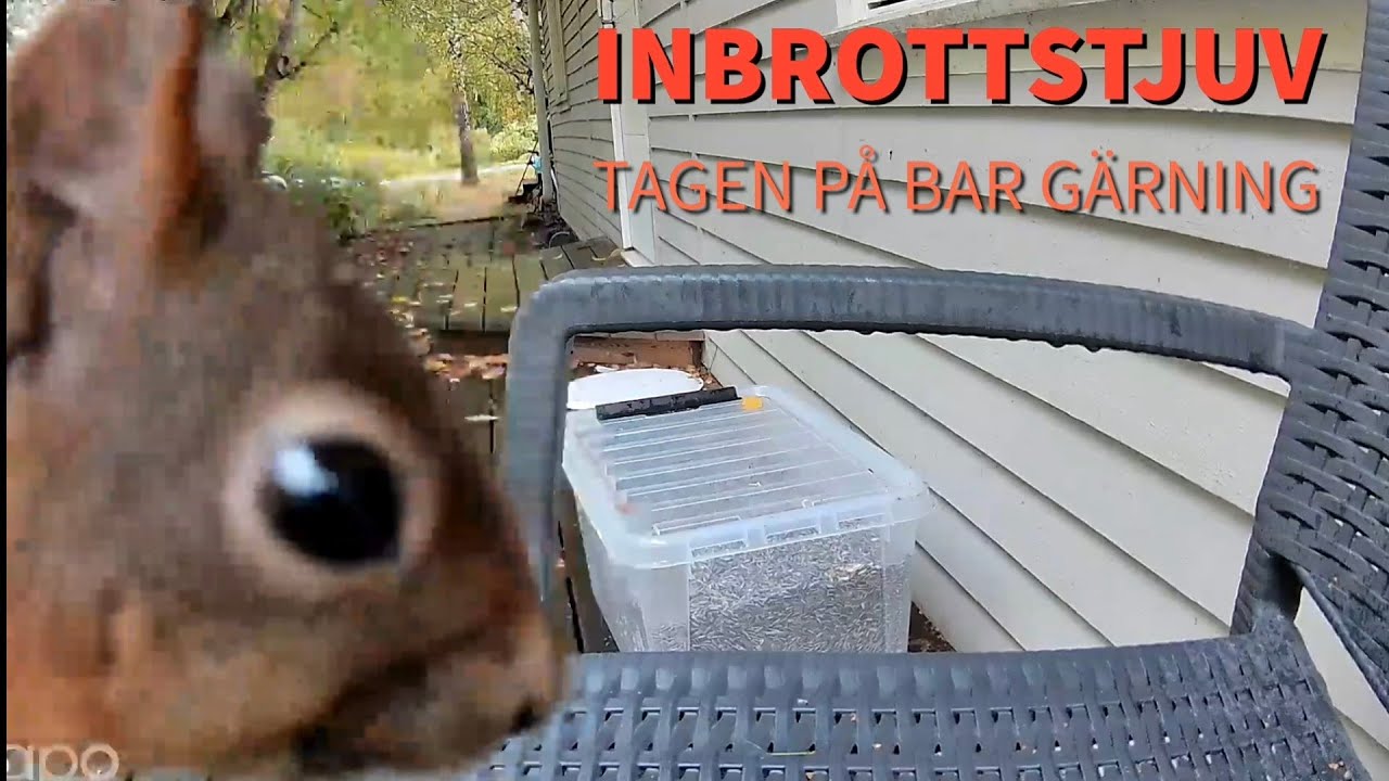 Ekorrfilmen – inbrottstjuv tagen på bar gärning