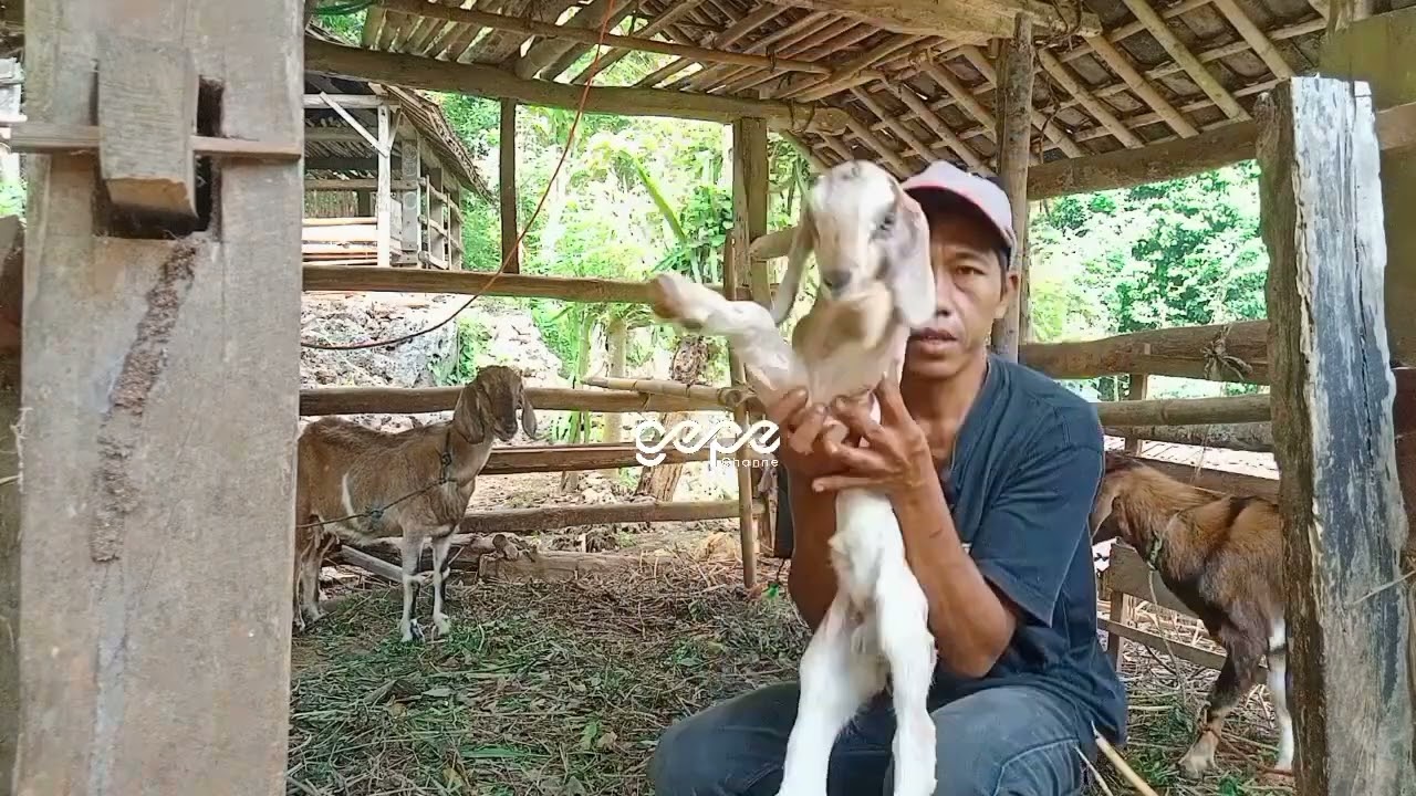 Membersihkan kandang kambing,supaya perkembangan kambing makin bagus dan gemuk
