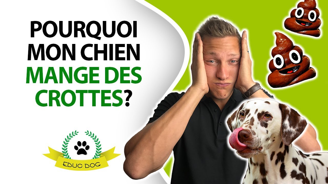 MON CHIEN MANGE SES CROTTES QUE FAIRE ?????!!!!!