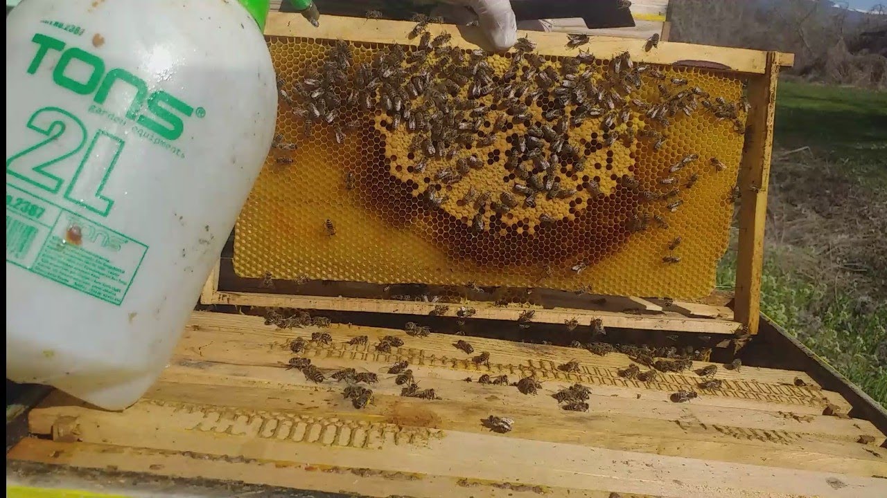 U proleće je poželjno prskati ramove i pčele sirupom obogaćenim jodom.