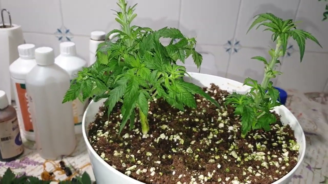 Часть2 (Вега): Две семечки в одном горшке ACDC CBD