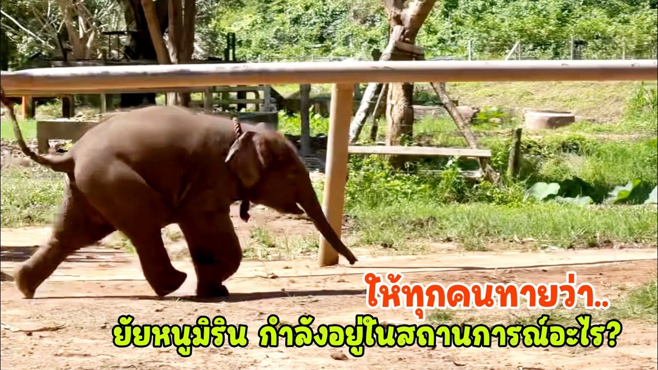 ส่องความละมุนใจของ น้องมิริน แม่อยู่ตรงนี้พ่อก็อยู่ตรงนั้น หนูเลือกไม่ถูกเลยกรี๊ดใส่พ่อแม่คนละ1กรุบ