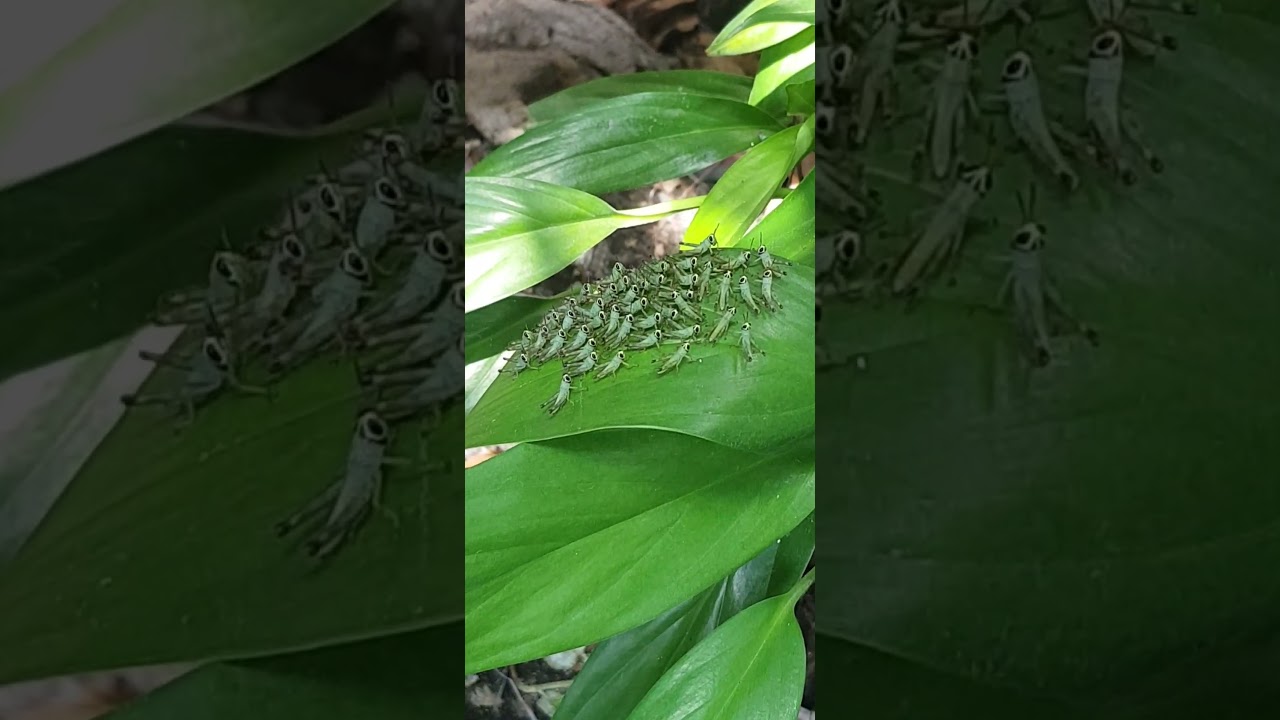 ‼TINY BABY GRASSHOPPER  | IN MY GARDEN‼