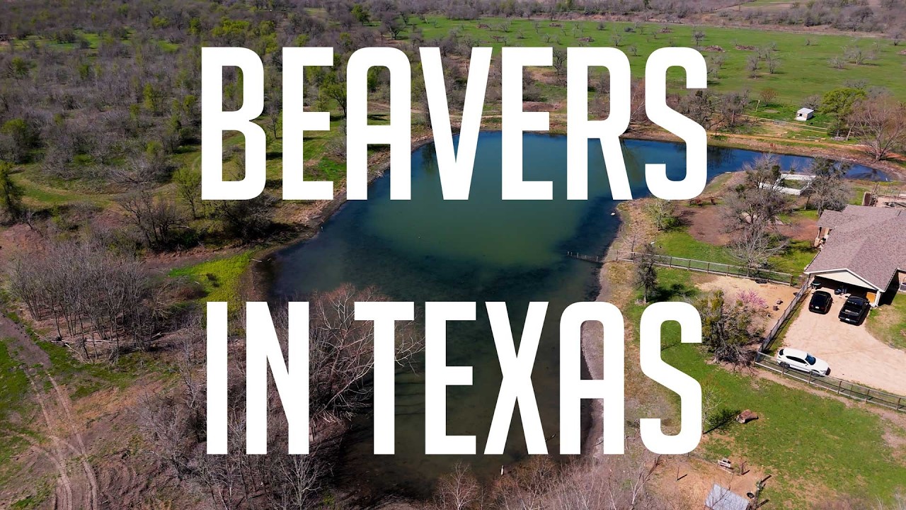 Beavers Moved Into Our Food Forest in Texas!