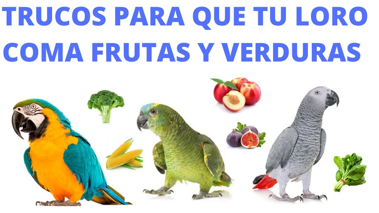 Cómo atraer al loro para que coma frutas y verduras: Trucos para que tu loro coma verduras y frutas