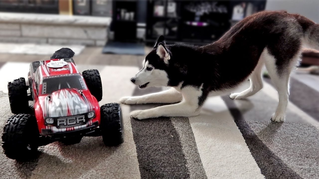 Husky VS RC Car and ANOTHER Guest!