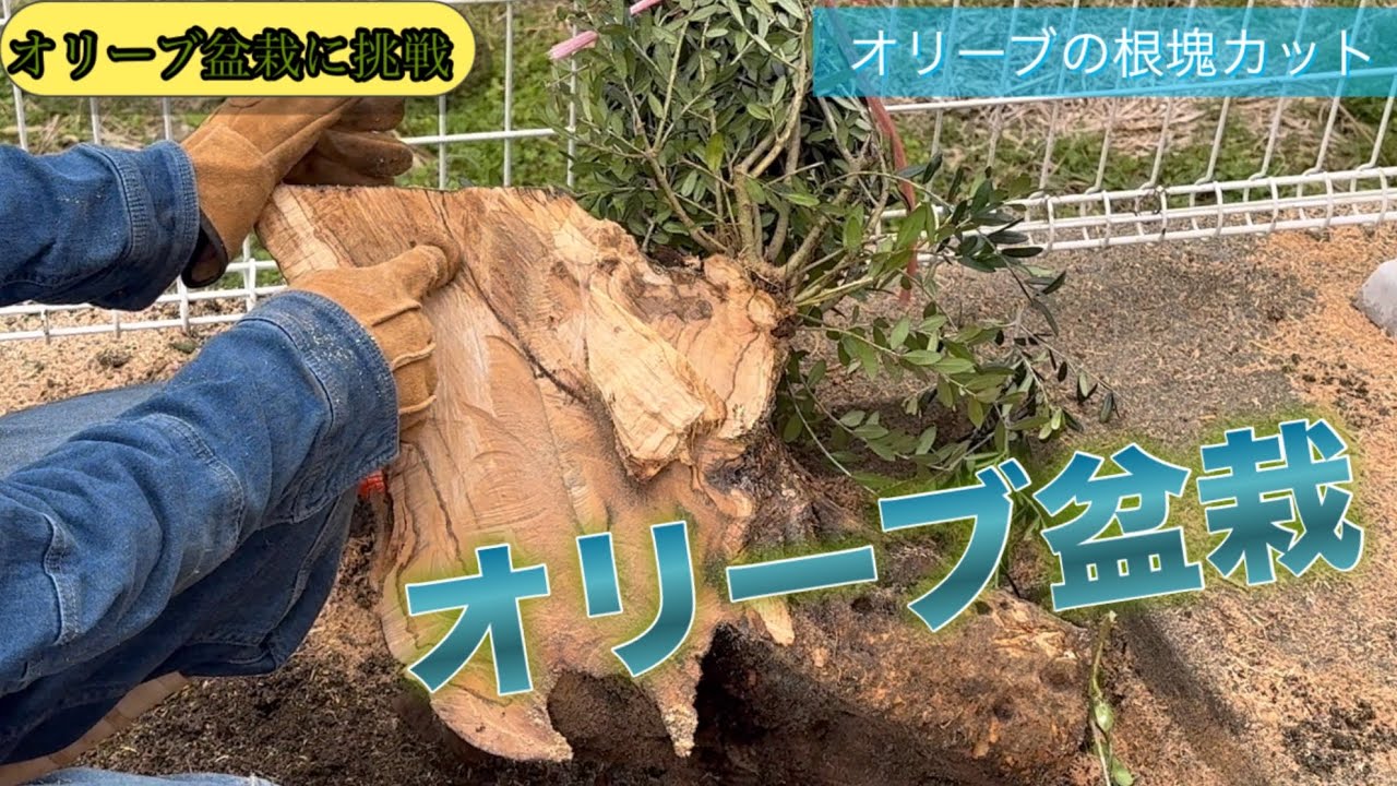 【オリーブ盆栽】休日に掘り出しから鉢植えまでオリーブで盆栽つくってみた！#オリーブ　#オリーブ盆栽　#観葉植物　#休日