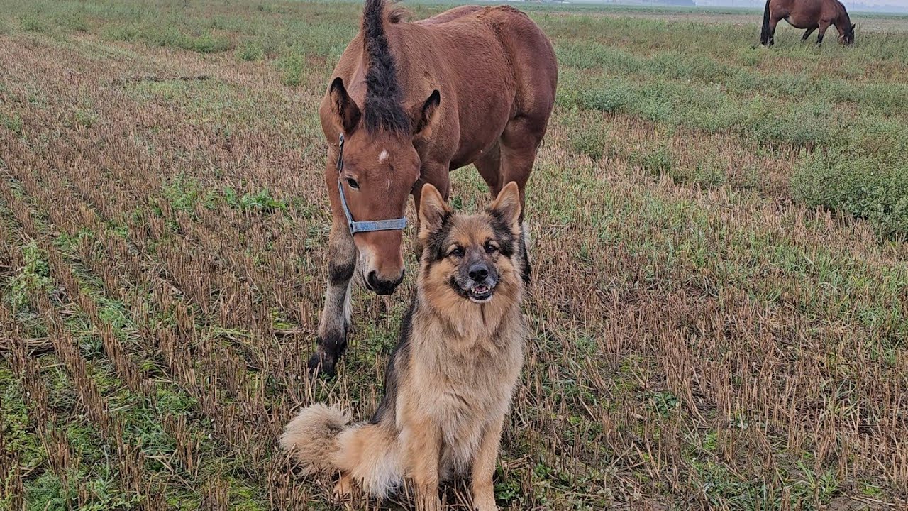 DZIECIOK DZISIAJ GRZECZNY - Miała wszczepiony chip 