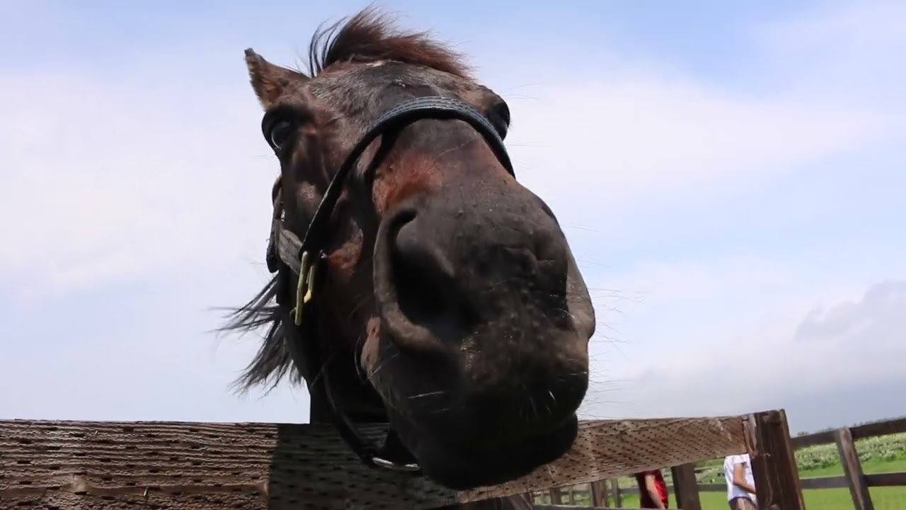 牧柵の修理中の騒音でも気にしないローズキングダム