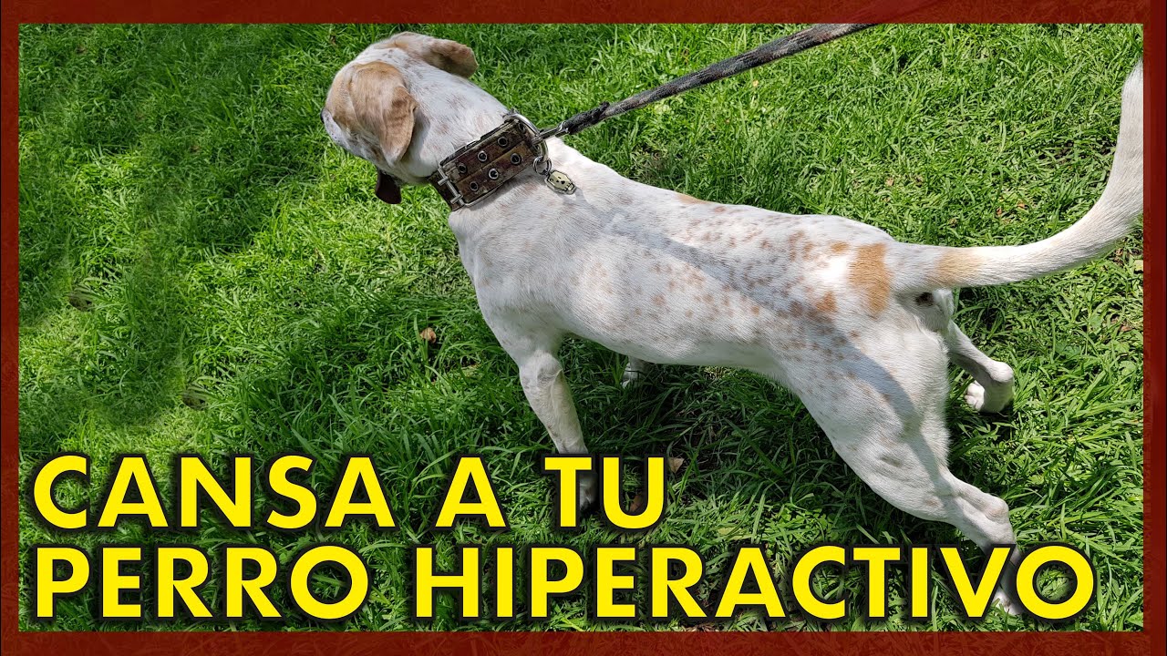 ⚡🐶 Cansa a tu perro hiperactivo con estas actividades