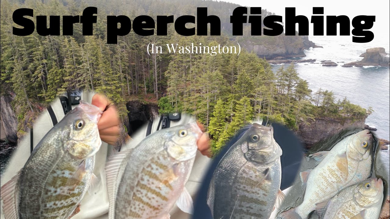 Catching MASSIVE Surf perch! Surf perch fishing in Washington.
