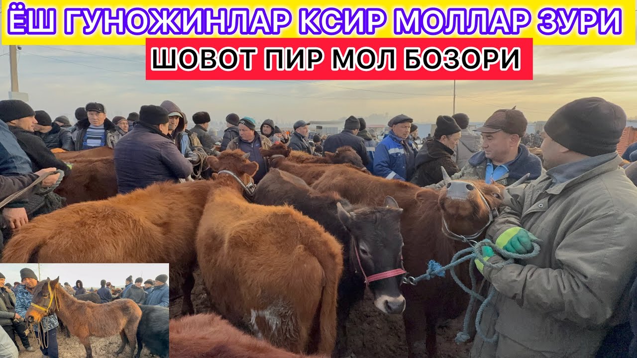 ЁШ ГУНОЖИНЛАР КСИР МОЛЛАР ЗУРИ ХОРАЗМ  ШОВОТ ПИР МОЛ БОЗОРИ 18-февраль 2026 г.