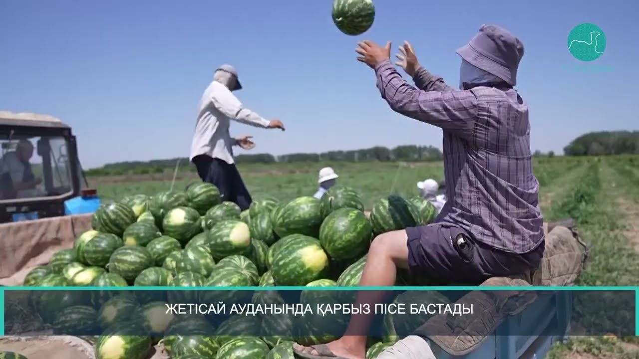 Жетісай ауданында қарбыз пісе бастады
