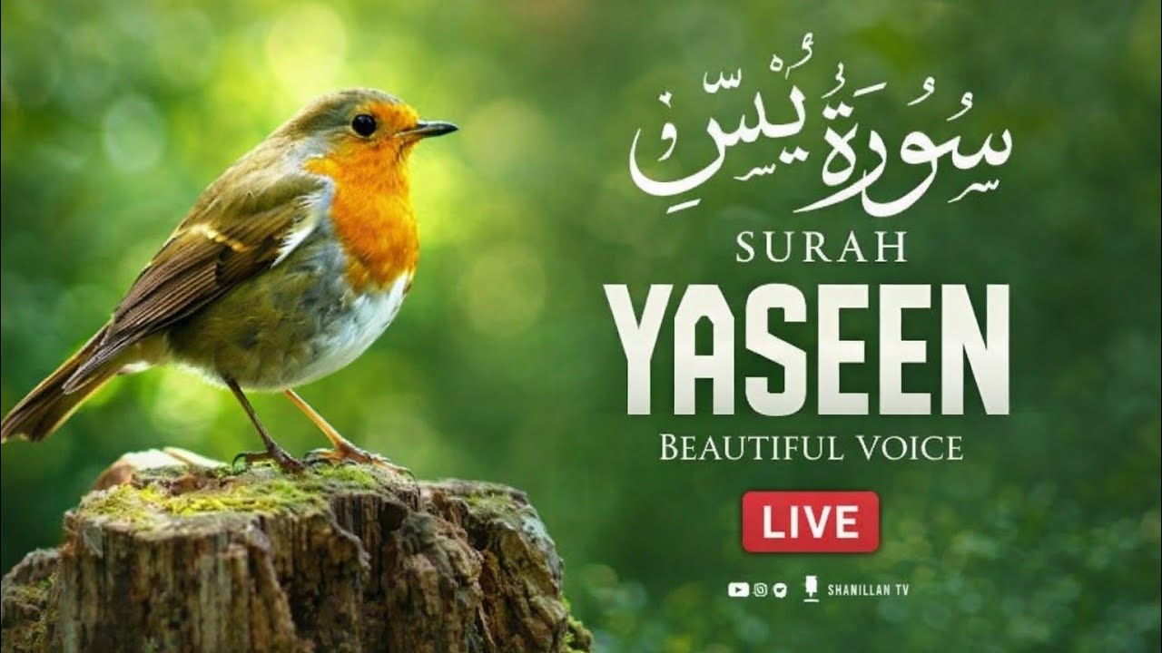 Surah Yaseen Live | Heart Touching Quran Tilawat with Urdu Translation mr mohsan Islamic studio 