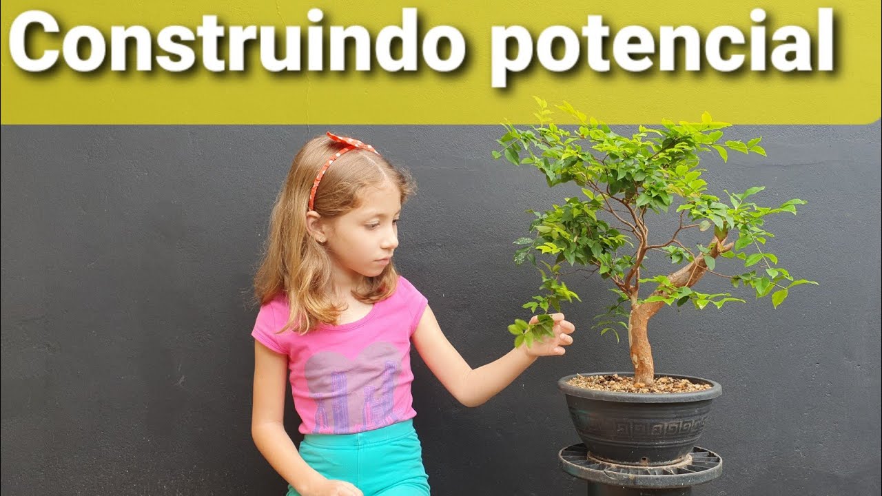 Jaboticaba de Viveiro video 2