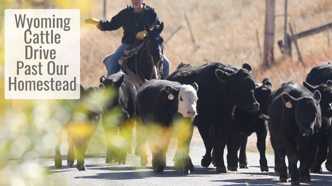 Wyoming Cattle Drive Past Our Homestead, A Glimpse of Ranching Life in the Mountains