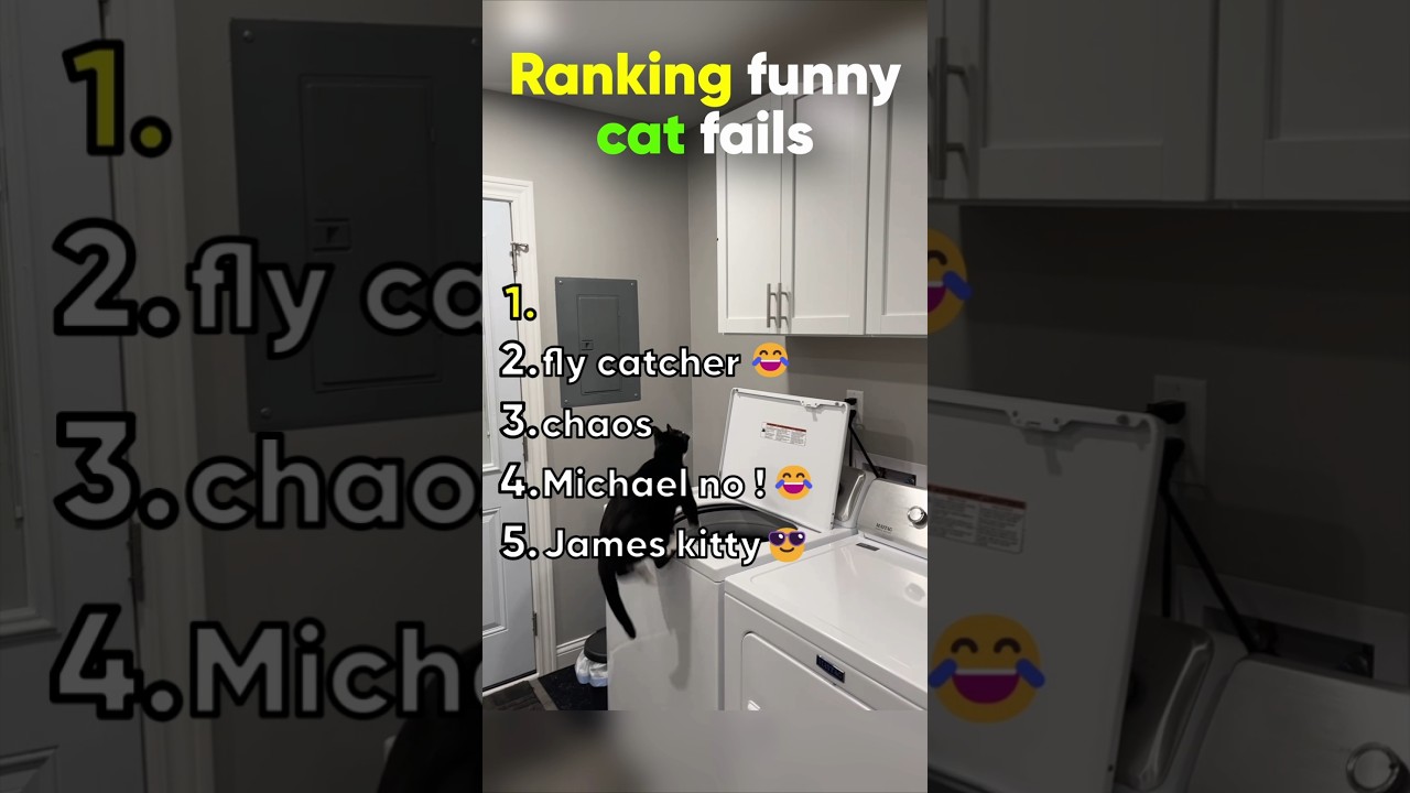 number one represents my cat all the time 😂😭 