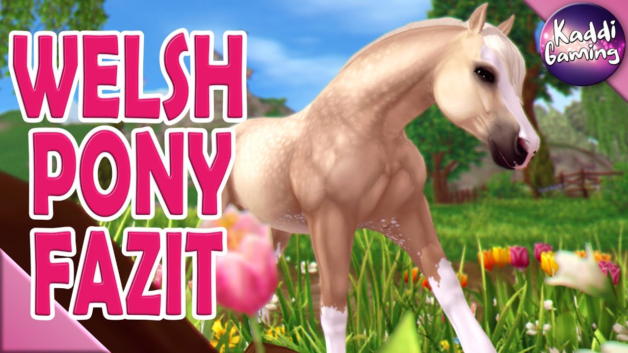 Mein Fazit zum Welsh Pony 🐴💭 Kaddi's Stallgeflüster