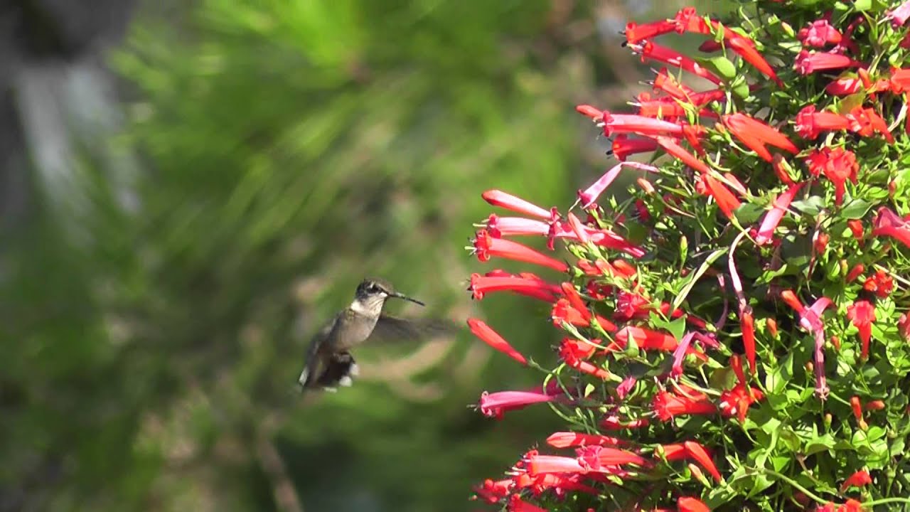 Ruby-throated Hummingbird feeding from Manettia cordifolia 2