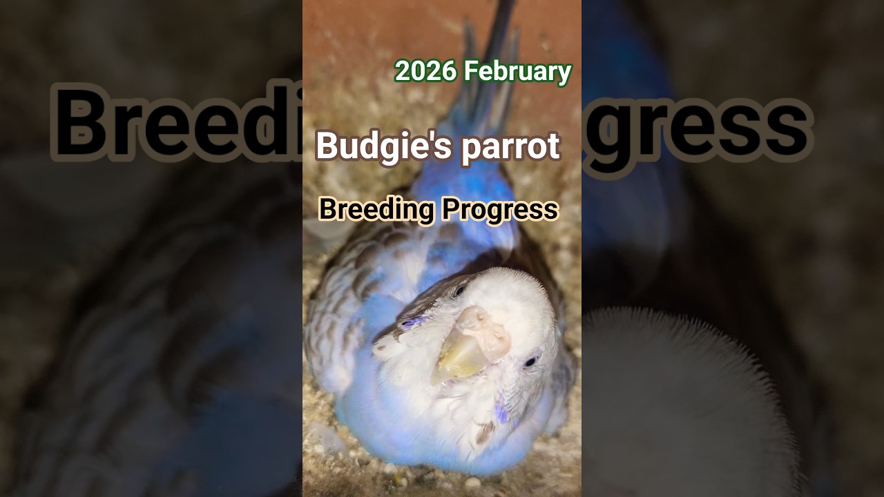 Breeding Progress 2026 February 🫶🐣 