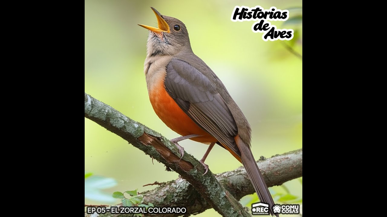 Historias de Aves #05: El Zorzal Colorado