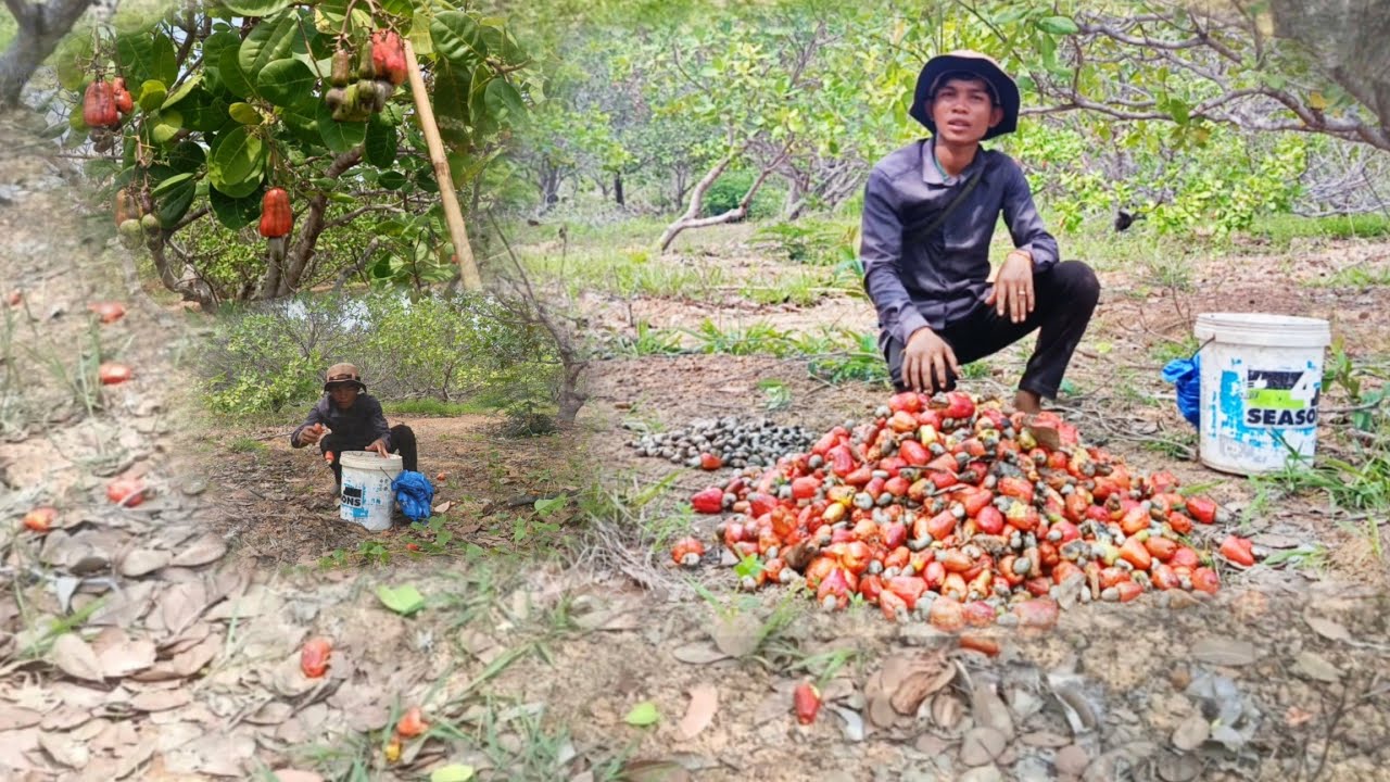Harvesting cashews /ថ្ងៃនេះផ្លែច្រើនណាស់