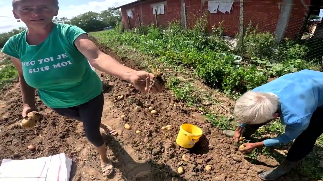 Robi Kapával Ástuk Ki A 🥔Krumplit🥔