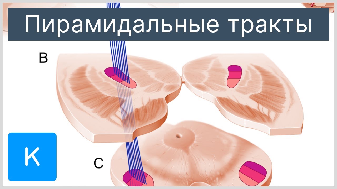 Пирамидальные тракты - Анатомия человека | Kenhub