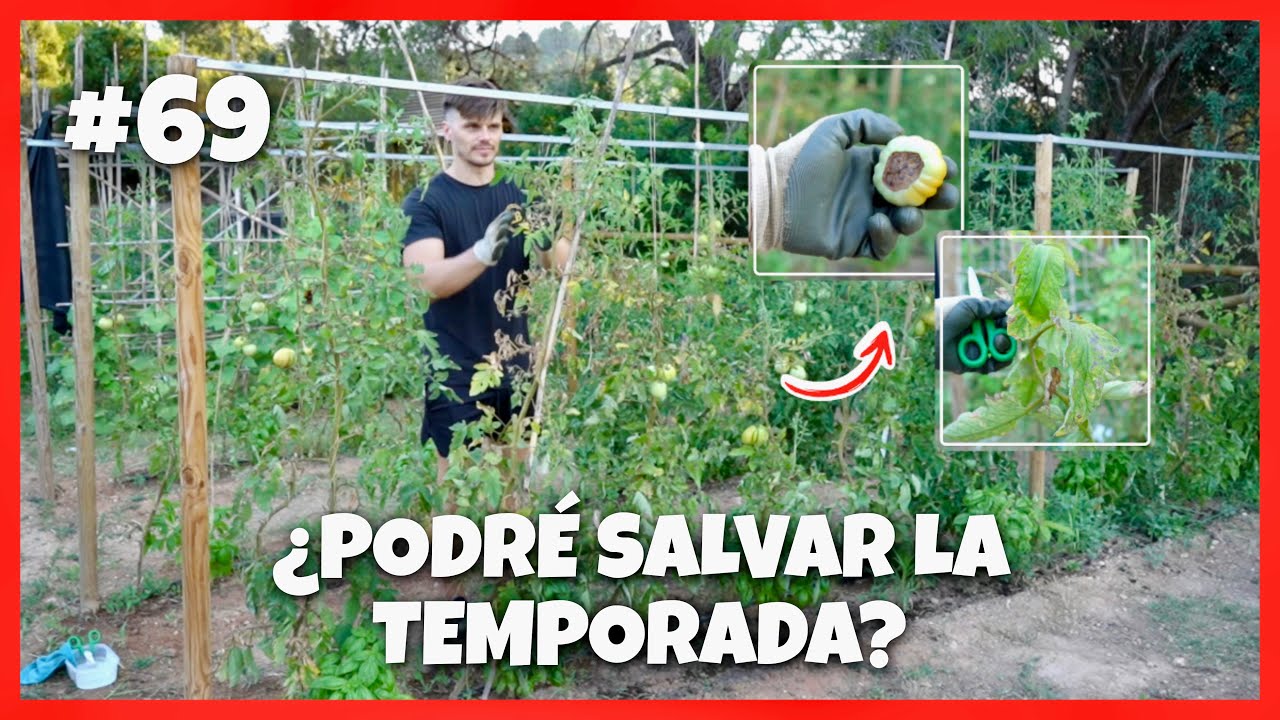 El MILDIU está MATANDO mi HUERTA 😭 #69 | Creando un huerto desde 0