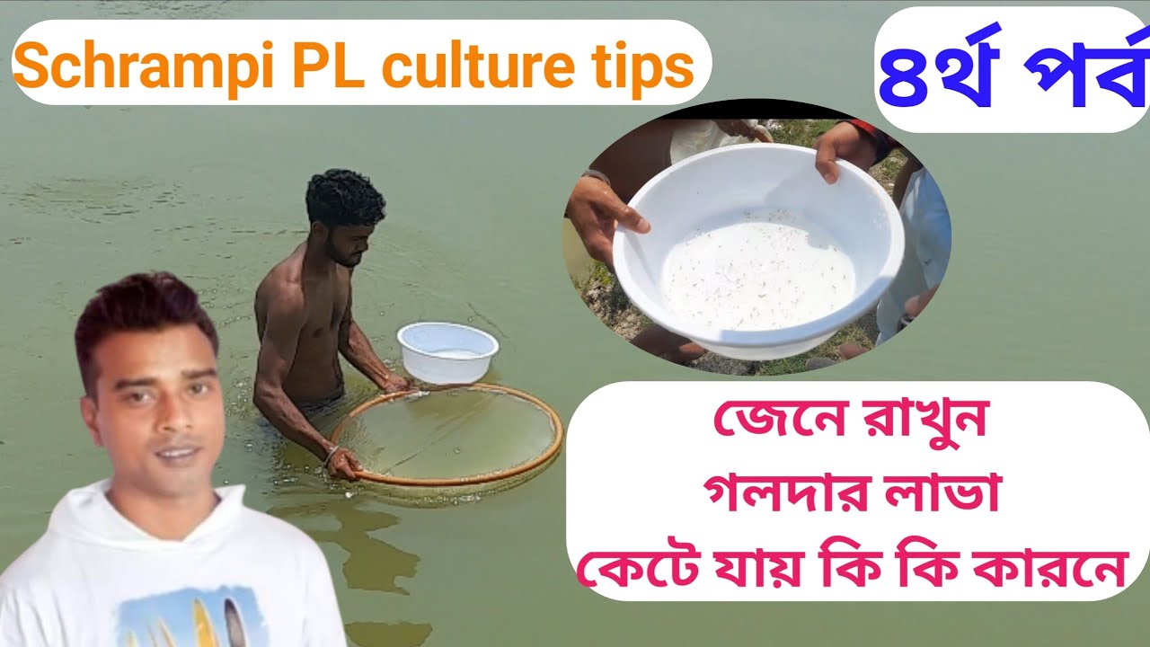 গলদা চিংড়ির লাভা কি কি কারনে কেটে যায় ? //  Golda or schrampi P L  culture tips by ashim jana