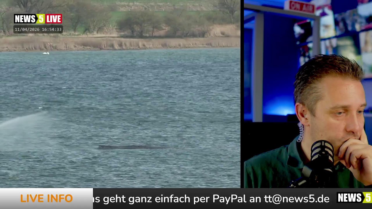 Aufzeichnung: Buckelwal 