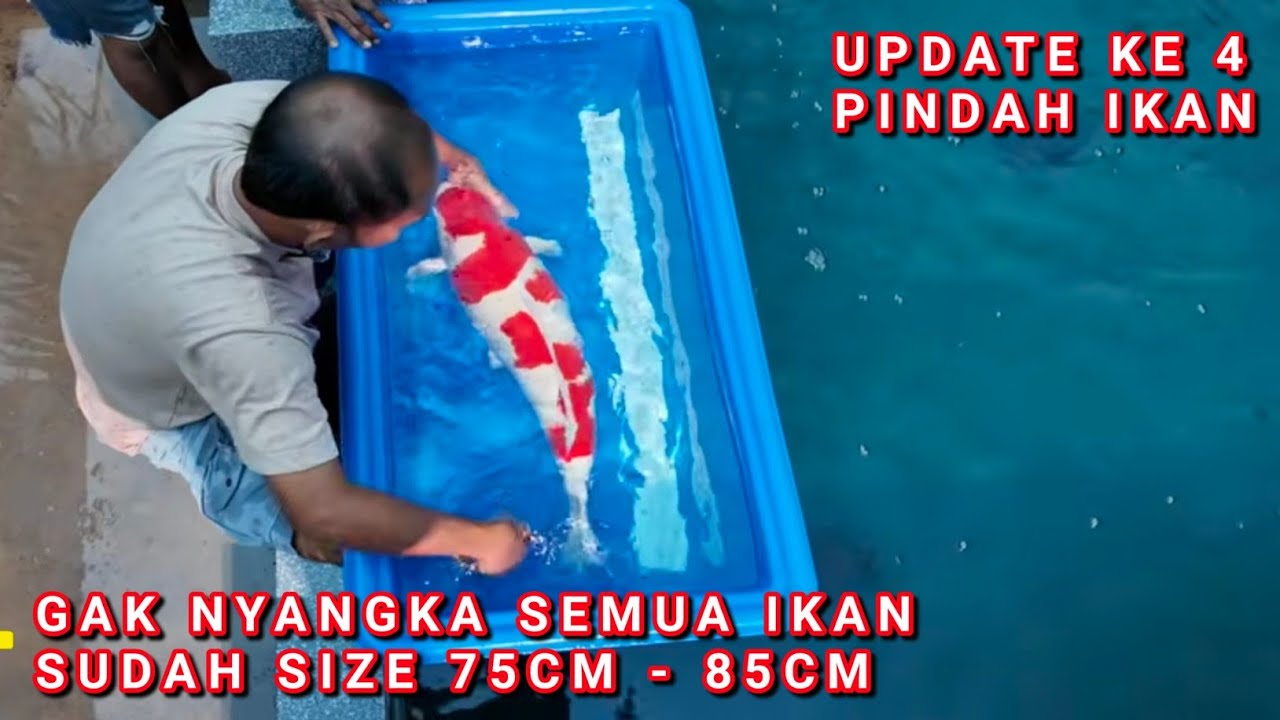 UPDATE KE 4 PINDAH IKAN | TAHAP² PEKERJAAN KOLAM KOI & LANDSCAPE LUAS LAHAN 7.5M X 20M KOLAM PRIBADI