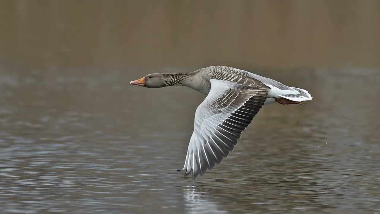 vogelfotografie 2022