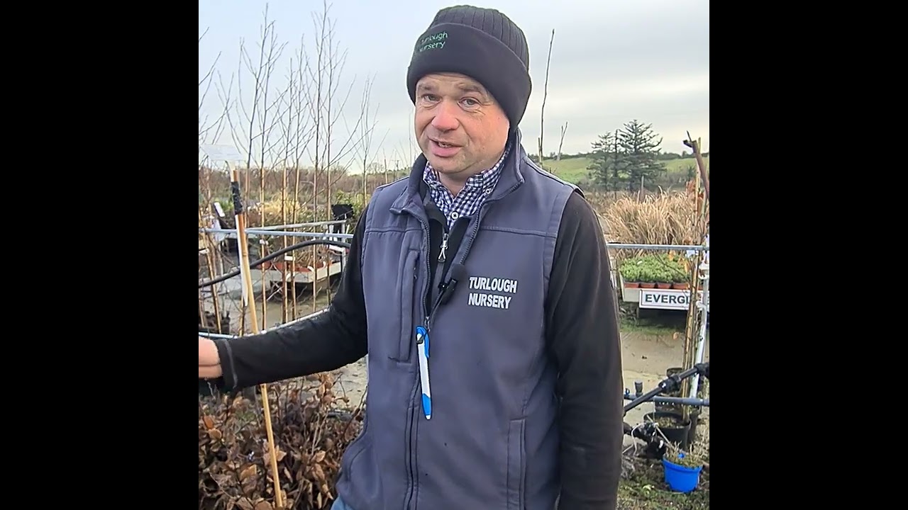 Bareroot Hornbeam Hedging