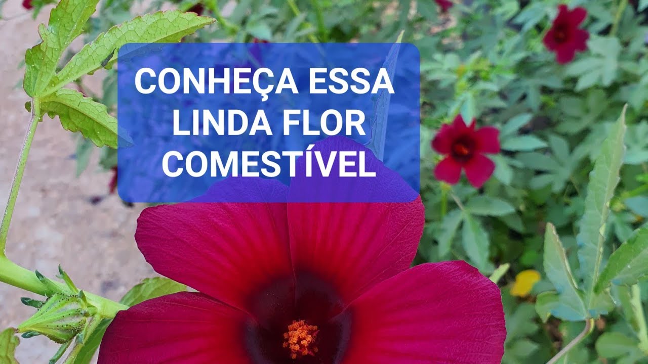 CONHEÇA A FASCINANTE FLOR COMESTÍVEL E ORNAMENTAL VINAGREIRA ROXA
