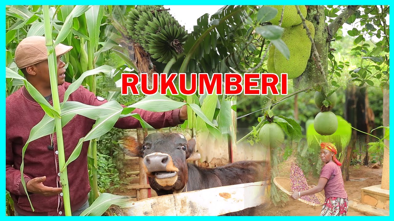 UMURENGE WA RUKUMBERI WONYINE WAKEMURA IKIBAZO CY’INZARA MU BURASIRAZUBA BW'U RWANDA