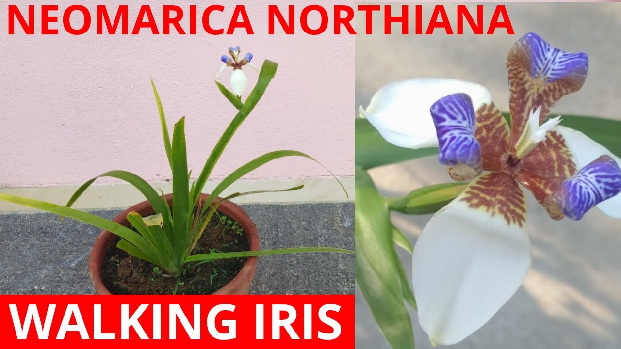 How to grow walking iris, neomarica northiana? Part 1