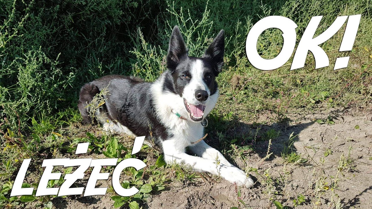 Jak nauczyć psa LEŻEĆ // Szczęśliwy sierściuch