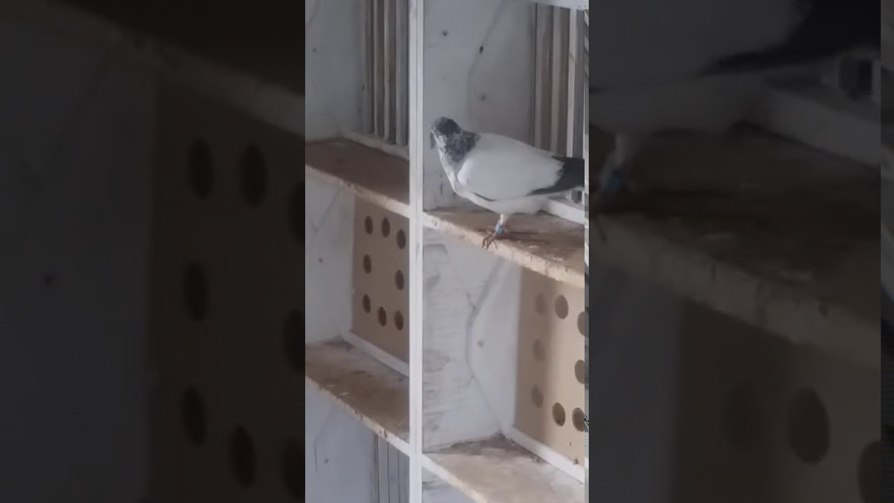 Budapeszty. 🐦